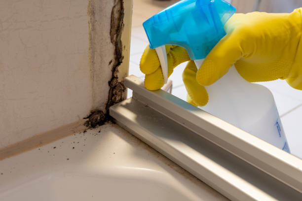 Best Attic Mold Remediation in Cascade Locks, OR