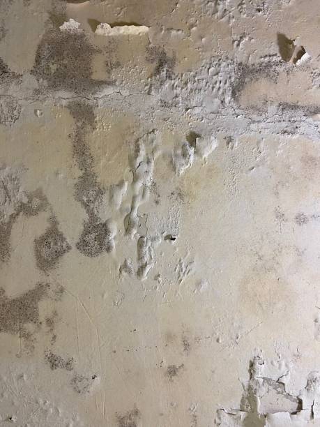 Best Bathroom Mold Remediation in Cascade Locks, OR