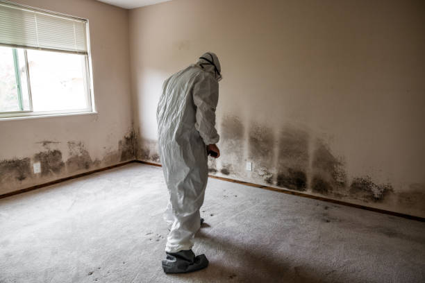 Best Emergency Mold Remediation in Cascade Locks, OR