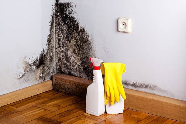 Best Basement Mold Remediation in Cascade Locks, OR
