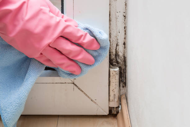 Best Attic Mold Remediation in Cascade Locks, OR