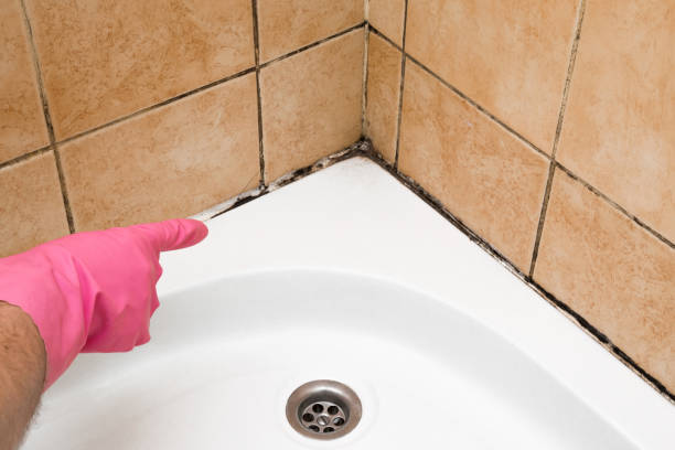 Best Preventive Mold Services in Cascade Locks, OR